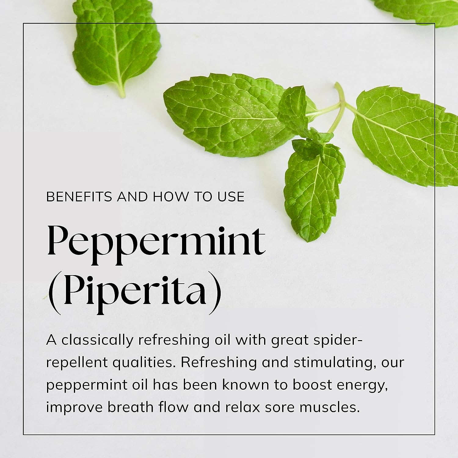 Nikura Peppermint (Piperita) Essential Oil - 10ml | 100% Pure &amp; Natural | Perfect for Hair Care, Spider Repellent, Energy Boost, Candle Making | Great for Skin, Headache Relief | Vegan &amp; UK Made